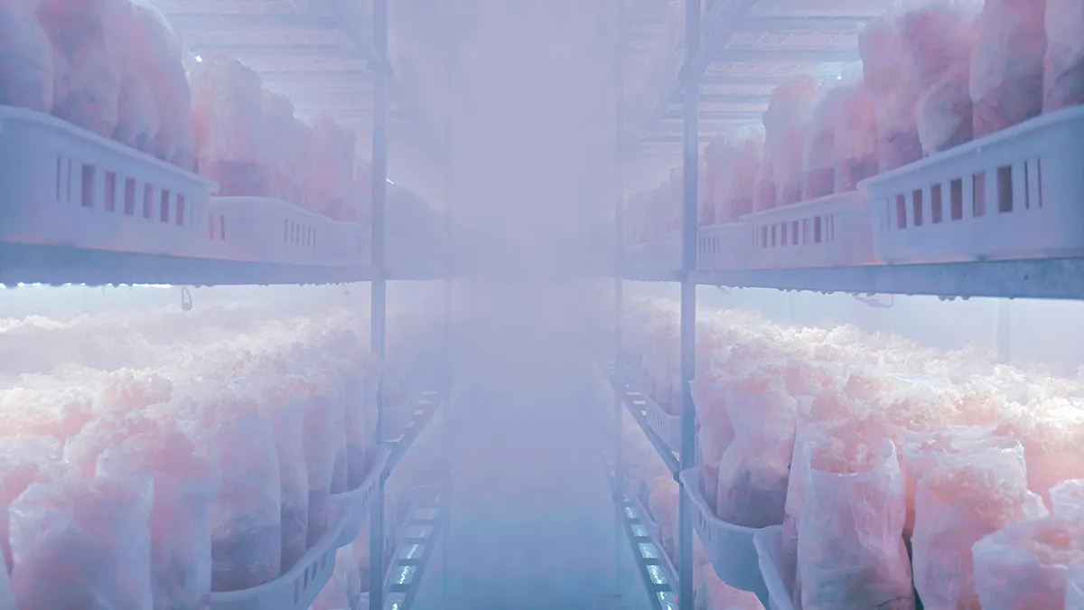 LED lighting installation in a food and beverage processing facility